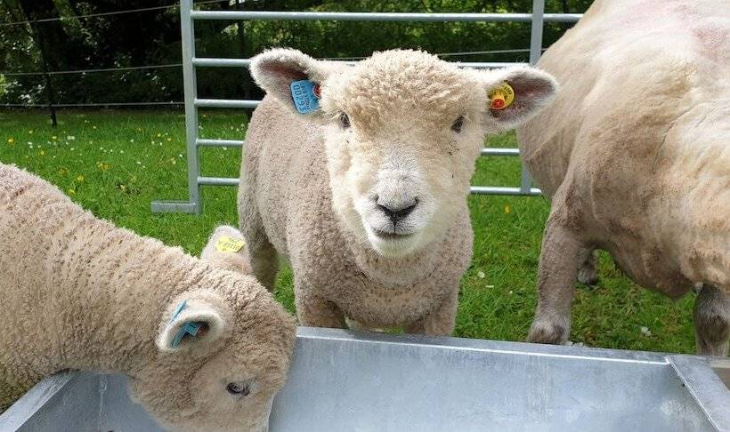 The Wriggly Tin & Baa Spa At Tregoose Old Mill