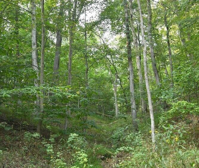 Mishka At Sleepy Creek