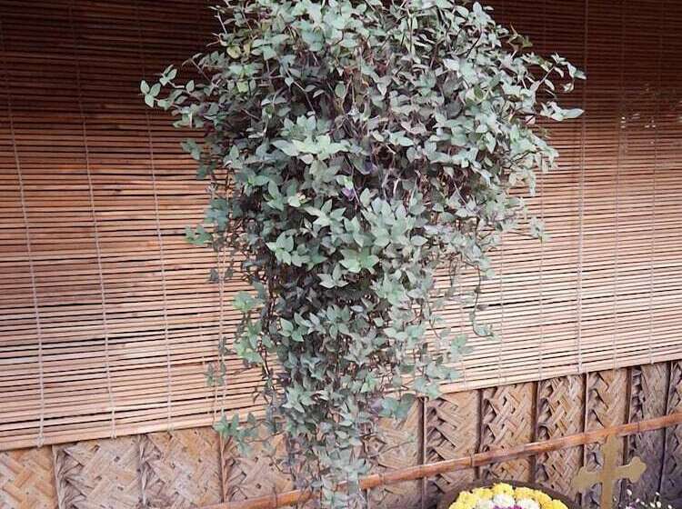 Otel The Palm Trees Resort