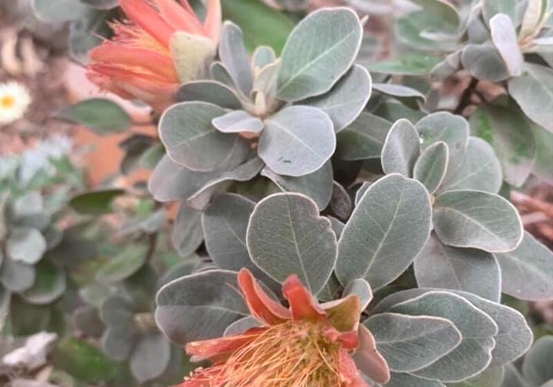 Пансион Sweet Dreams Retreat At Lara