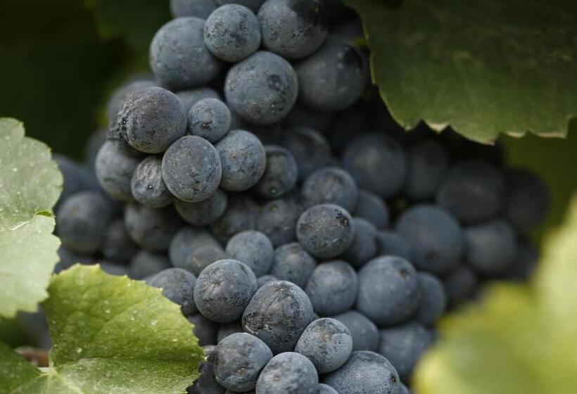 تختخواب و صبحانه Casa Da Piscina, Quinta Do Espinho, Douro Valley