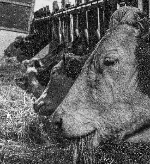 تختخواب و صبحانه Alloggio Del Contadino