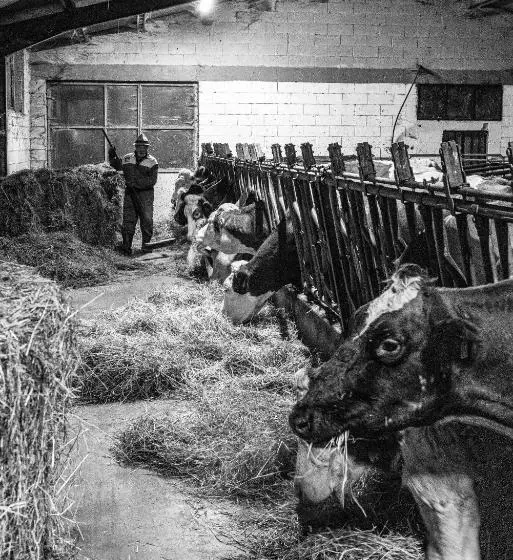 تختخواب و صبحانه Alloggio Del Contadino