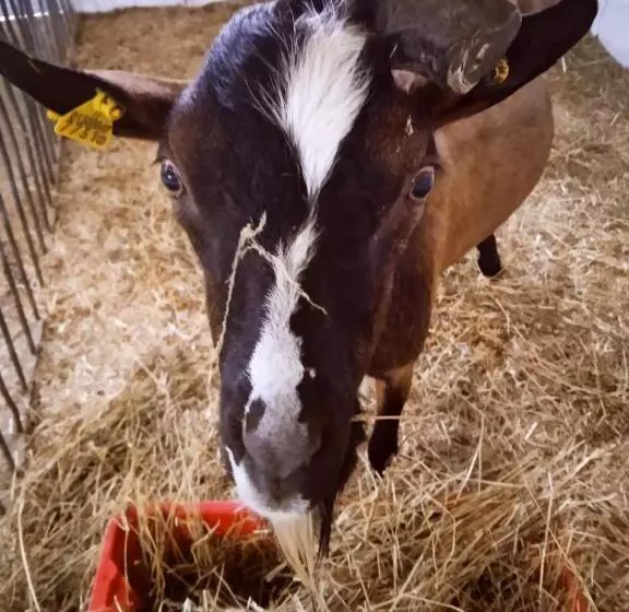 تختخواب و صبحانه Alloggio Del Contadino