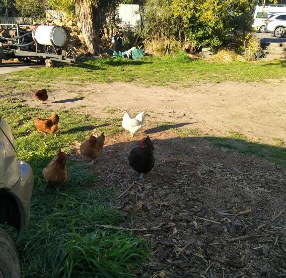 旅馆 The Lazy Shag Lodge