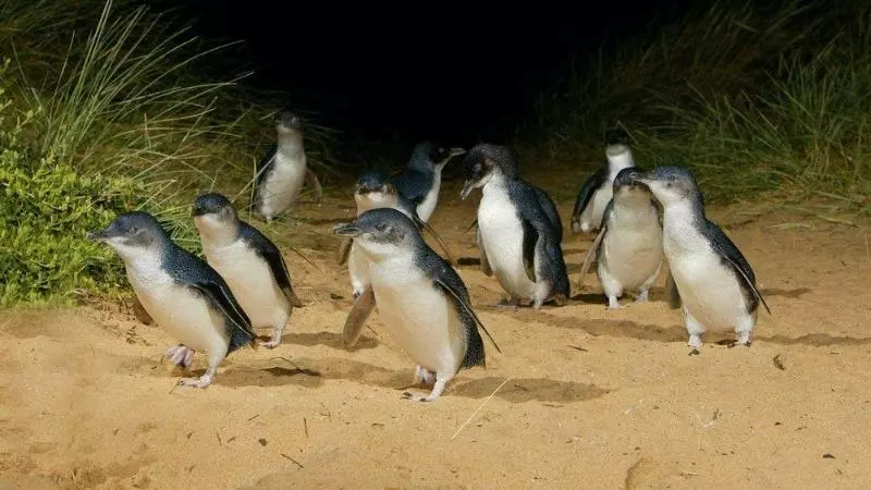 בית מלון כפרי Phillip Island Apartments