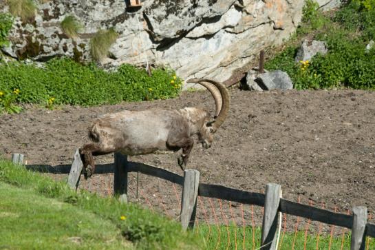 Matterhorn Valley Garni Hotel La Collina