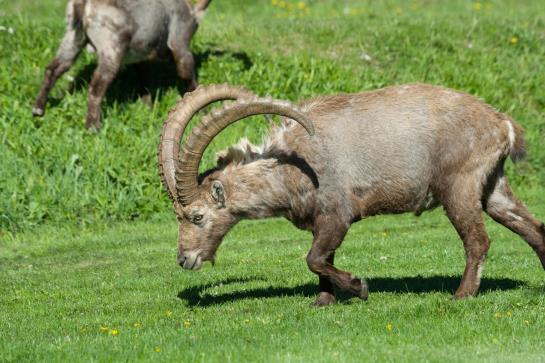 Matterhorn Valley Garni Hotel La Collina