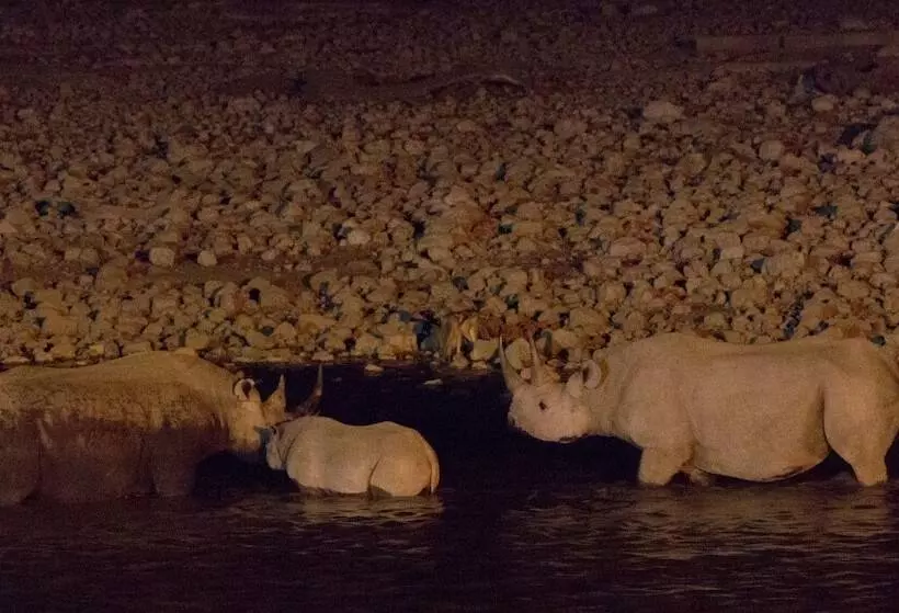 Отель Eagle Tented Lodge & Spa Etosha