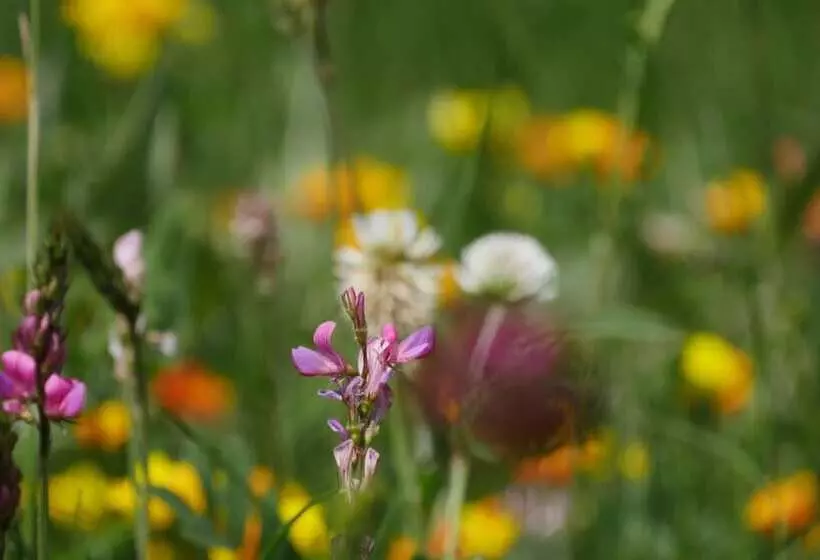 Auberge De Jeunesse Hi Serre Chevalier