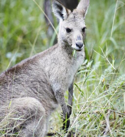 Alaya Verde Bed & Breakfast
