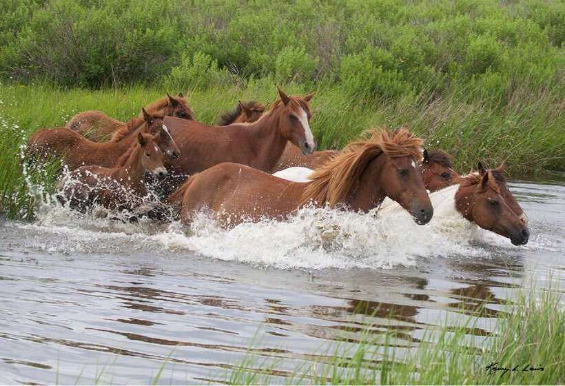 酒店 Hampton Inn & Suites Chincoteaguewaterfront