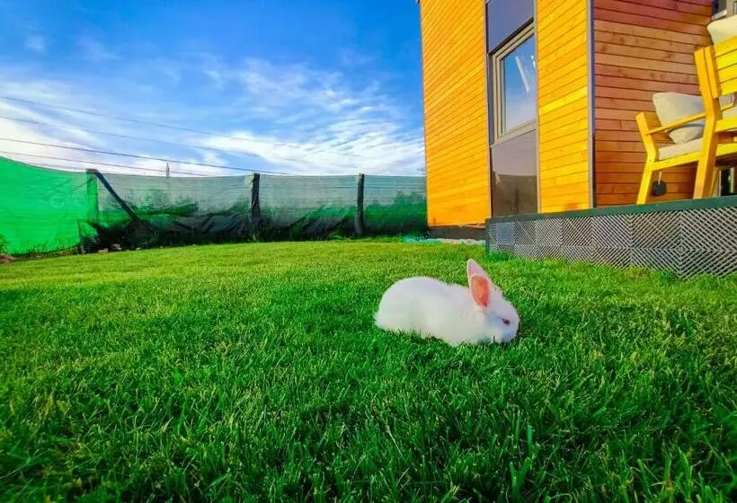 ペンション Tiny House   Baia De Fier