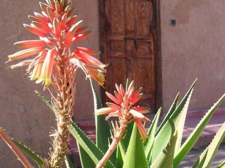 بنسيون Dar Achorafa