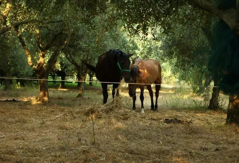 ホテル Agriturismo Il Pozzo