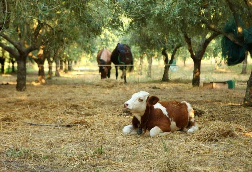 Отель Agriturismo Il Pozzo