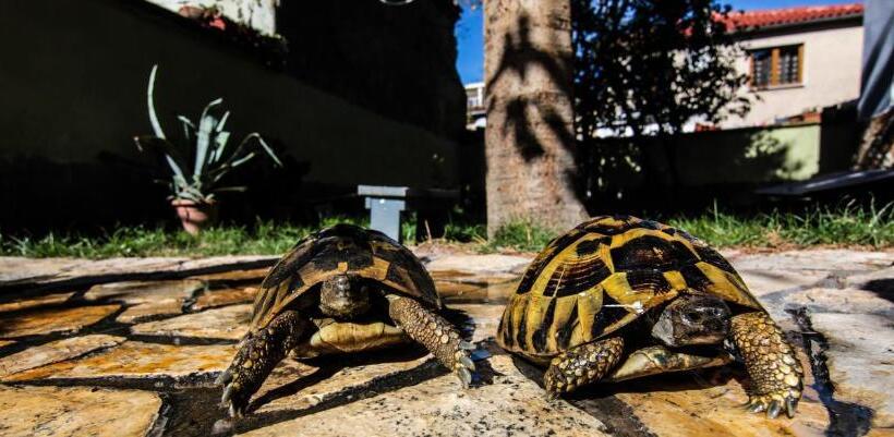 펜션 Bujtina Leon's Apartments