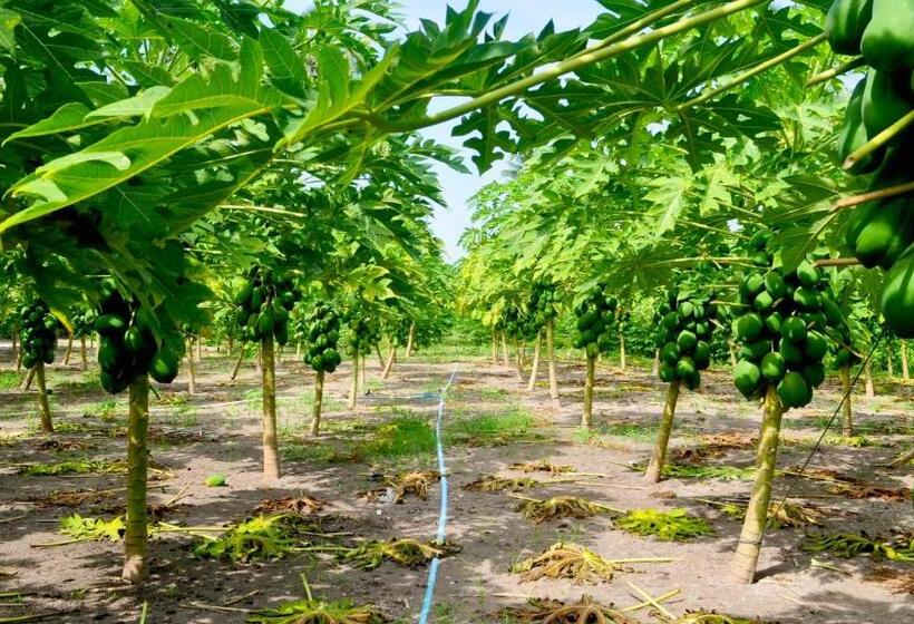 پانسیون Holiday Cottage Thoddoo, Maldives