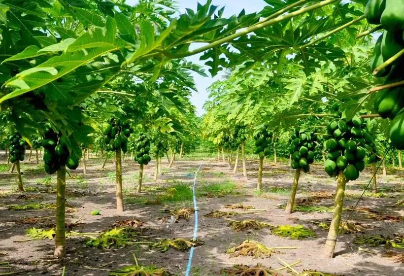 پانسیون Holiday Cottage Thoddoo, Maldives