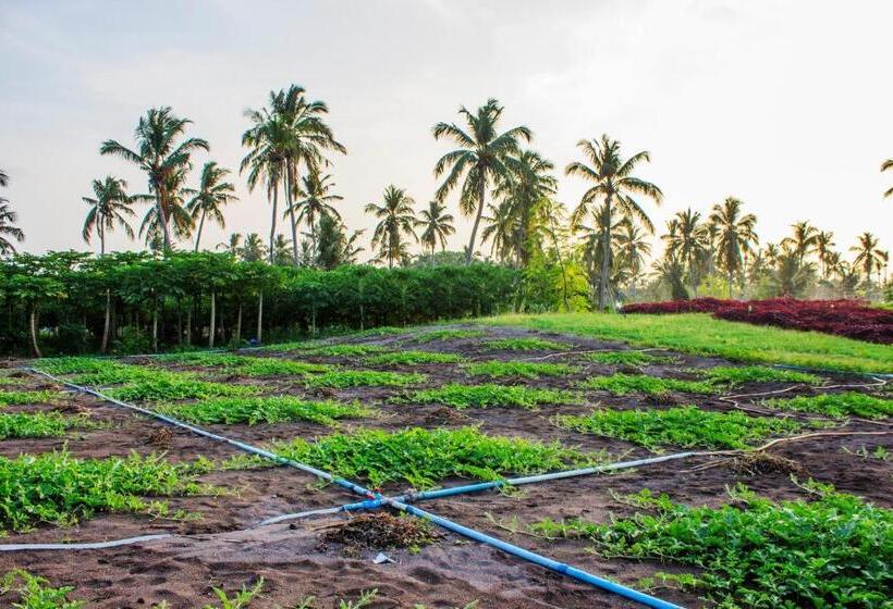 پانسیون Holiday Cottage Thoddoo, Maldives