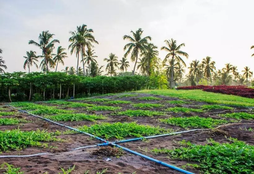پانسیون Holiday Cottage Thoddoo, Maldives
