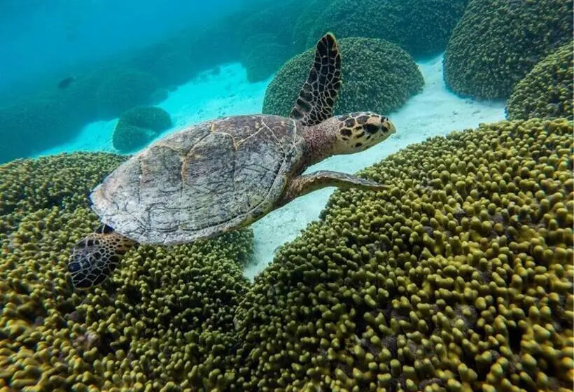 پانسیون Holiday Cottage Thoddoo, Maldives