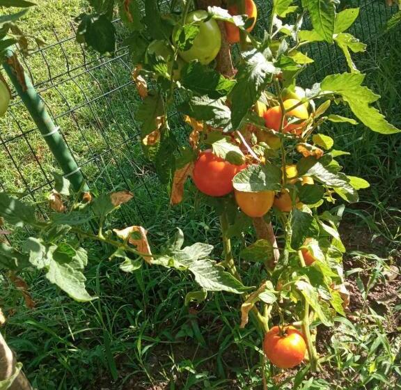 پانسیون Cicvaric Rooms