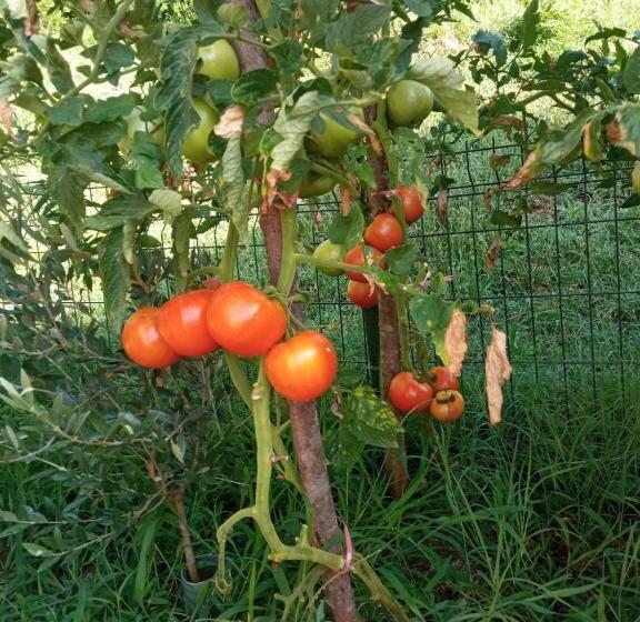 پانسیون Cicvaric Rooms