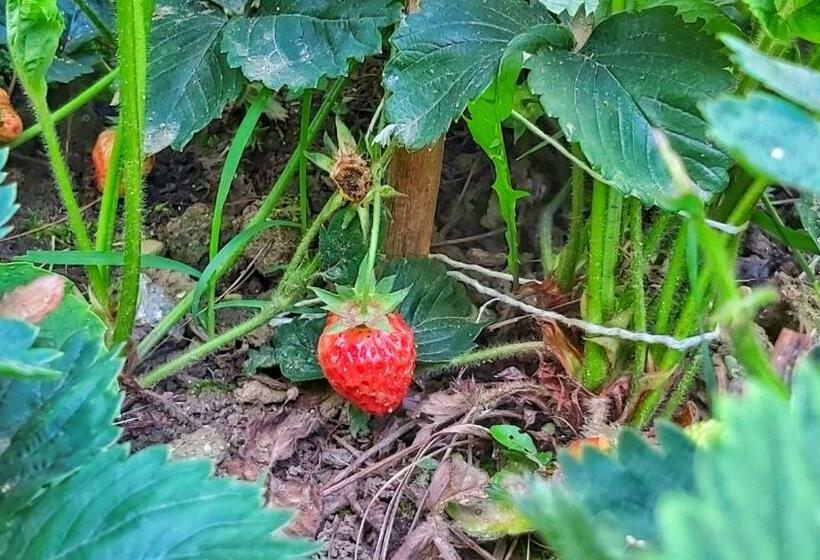 بنسيون Guest House Pogradeci