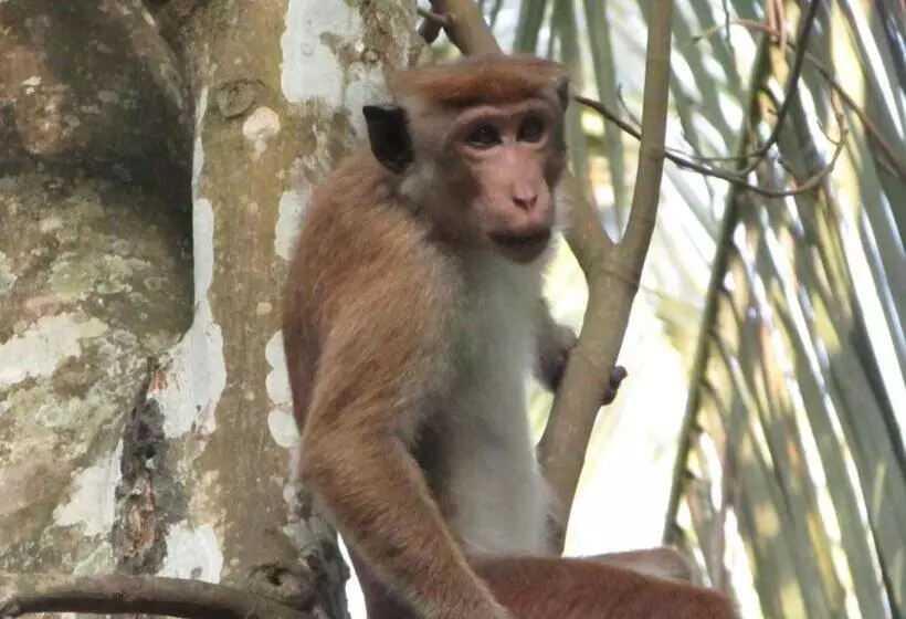 پانسیون Jungle Guest ,mirissa