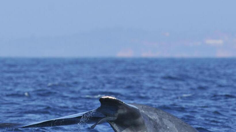 펜션 Jungle Guest ,mirissa