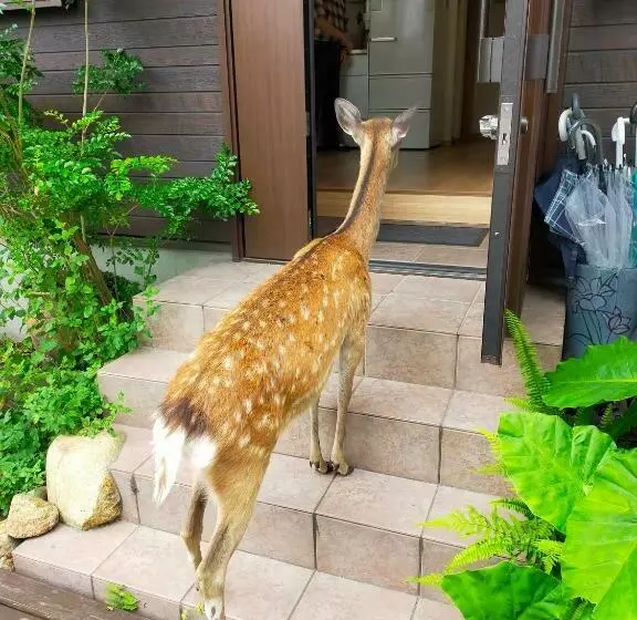 ペンション Mini Inn Nara    外国人向け   日本人予約不可