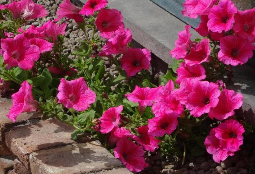 پانسیون Vesuview Guest House Near The Ruins