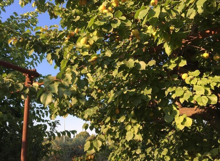 پانسیون Vesuview Guest House Near The Ruins