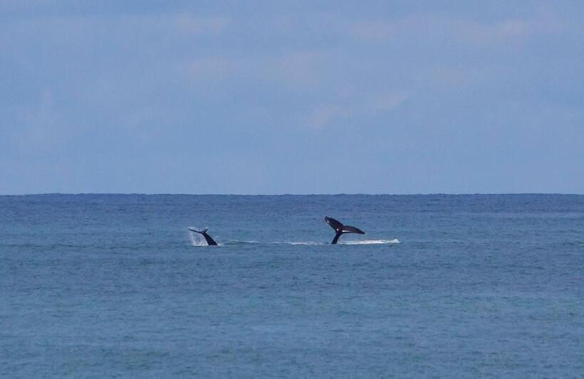 צימר Vida Hermosa