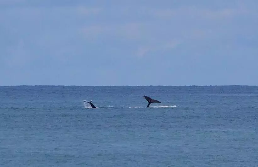 Aamiaismajoitus (B&B) Vida Hermosa