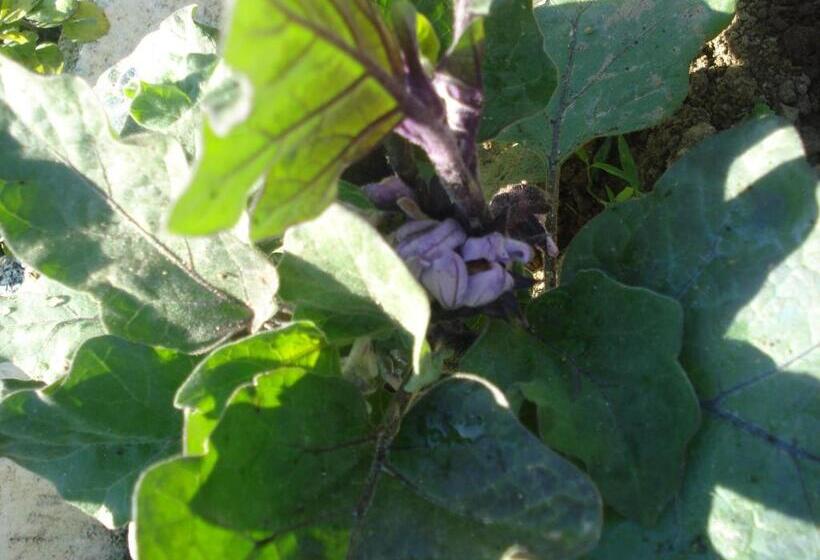 בית מלון כפרי Villa Rita