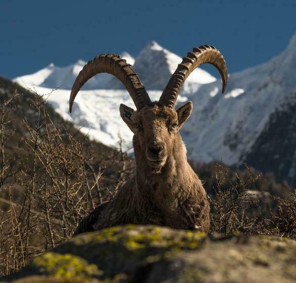 هتل Apart Montana