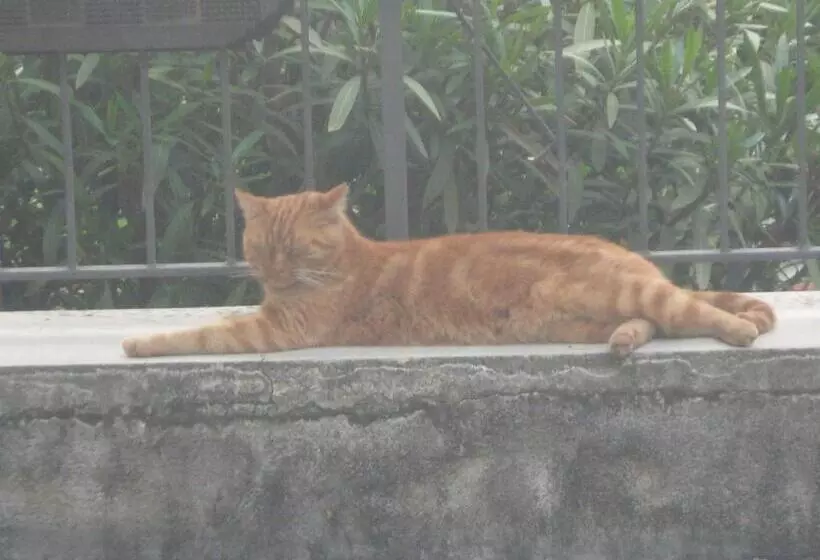 ベッドアンドブレックファースト Il Giuggiolo