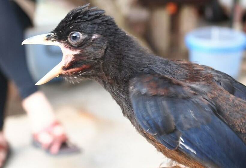 Pensió Amami Hoshizora Village Yadorihama