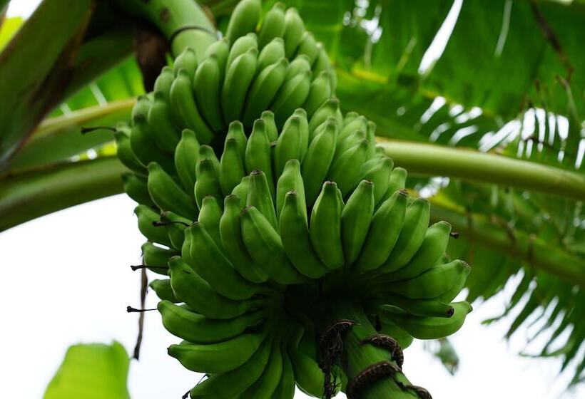 酒店 Belize Dive Haven