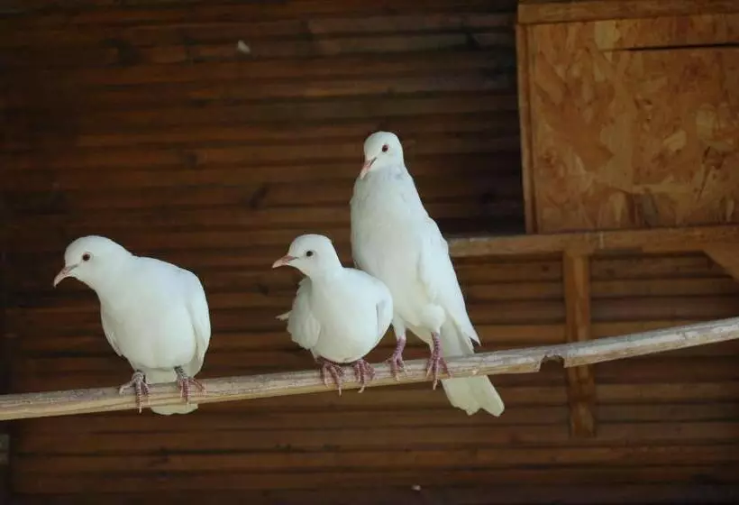 Majatalo Une Pause à La Campagne