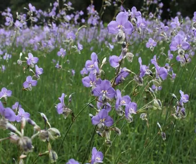 Hotelli Saksupha Resort