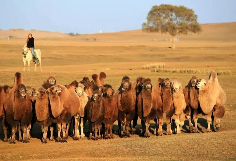 ホテル Xanadu Yurts