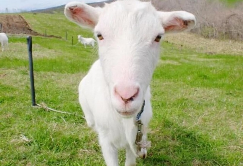 Pansiyon Heart N Tree