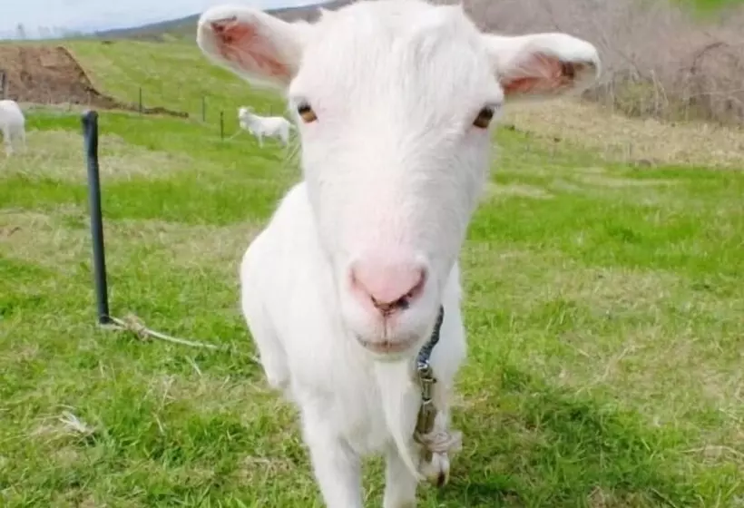 Majatalo Heart N Tree