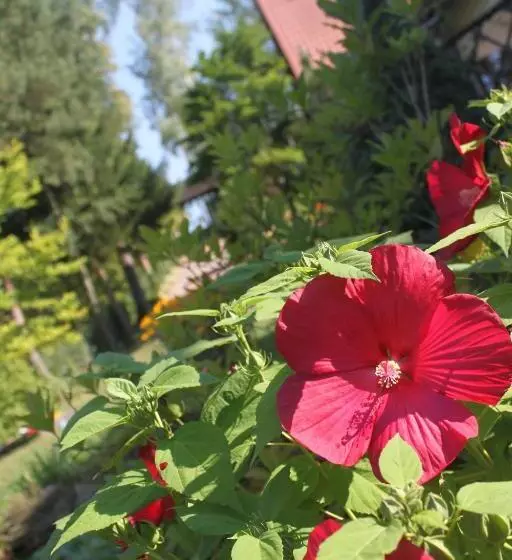 ペンション Uroczysko