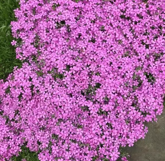 ペンション Uroczysko