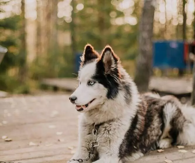 リゾートホテル Pastorskoe Lake Holiday Park