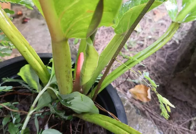 Hotelli Pumaka Resort